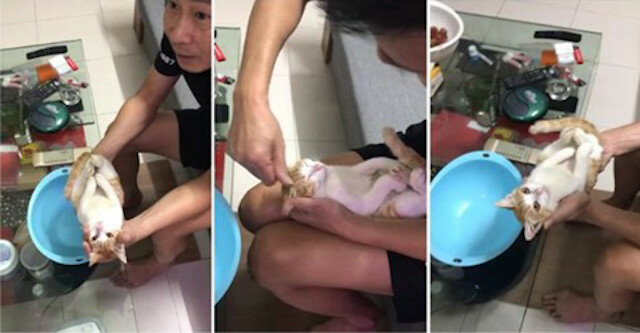 Wietnamczyk uczy swojego syna jak kąpać jego jeszcze nienarodzonego syna z pomocą bardzo odpowiedzialnego kota