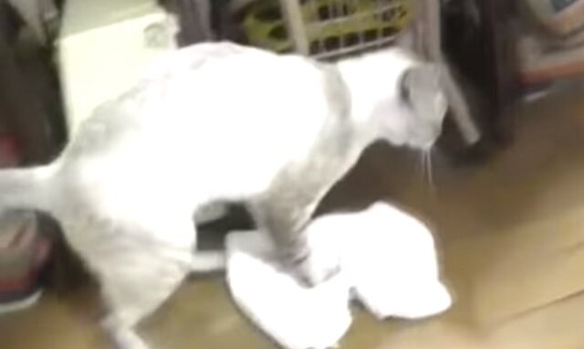 Kot myje podłogę i zabawnie upomina niechlujnego właściciela. Filmik podbił cały świat