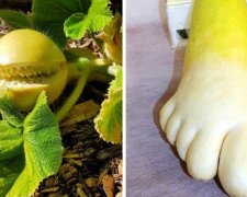 Pareidolia warzywna – to nie jest żart. Wyobraźnia może dużo nam podpowiedzieć
