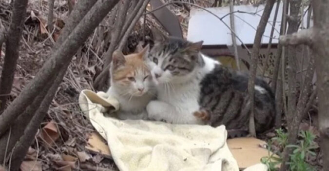 Bezdomny kot mieszkał z kotką całe życie i nie zostawił jej gdy znalazła się w kłopotach