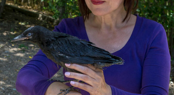 Kobieta uratowała pisklę wrony - kiedy jej syn miał kłopoty, ptak wrócił i się odwdzięczył