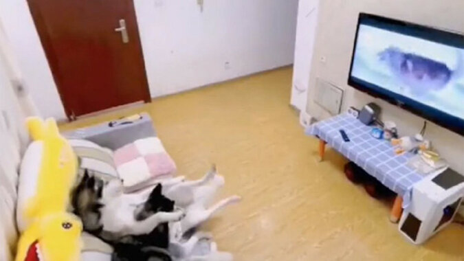 Husky oglądały telewizję, ale wrócił właściciel i musiały zacząć sprzątać: zabawne wideo