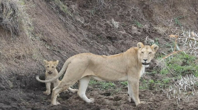 Mama zawsze pomoże: lwica uratowała swoje dziecko, które było już zmęczone wzywaniem pomocy