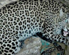Przychodzisz do studni, a z niej leopard patrzy na ciebie. No cóż, należy go uratować