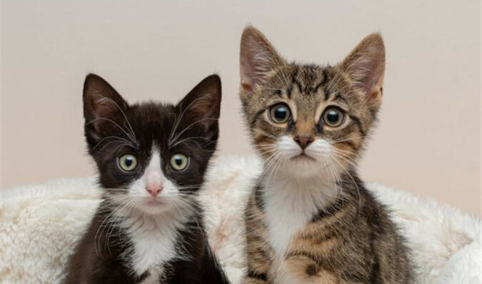 Cztery łapy dla dwojga: kocięta urodziły się z rzadką wadą, ale to nie przeszkadza im biegać i skakać
