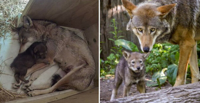 Młode najbardziej zagrożonego wilka rudego rośnie i daje nadzieję naukowcom