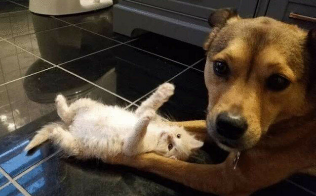 Pies nie mógł przejść obok porzuconych kociąt i teraz jest ich „adopcyjnym tatą”