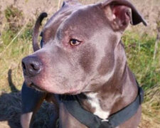 Sąsiadka bała się pitbulla, dopóki nie uratował jej życia