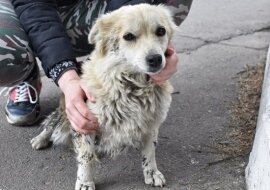 Po kąpieli i fryzjerze mały pies, który mieszkał na ulicy, przeobraził się i znalazł dom