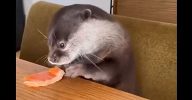 Wesołe śniadanie: domowa wydra zjada łososia w bardzo zabawny sposób. Wideo