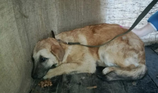 Kobieta przez sześć miesięcy próbowała złapać szczeniaka w lesie, by uratować go przed śmiercią