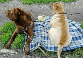 Dwa psy rasy Shar Pei przyjęły kaczątko do rodziny, które uważa siebie za psa