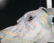 Pies, który uciekł, wrócił do domu, a nawet sam zadzwonił do drzwi