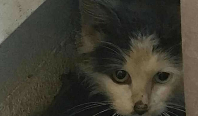 Młoda para znalazła na ulicy bezdomną kotkę z niezwykłymi oczami i zabrała ją do domu