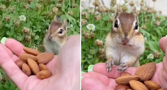 Zabawna reakcja wiewiórki, która po raz pierwszy próbuje migdałów