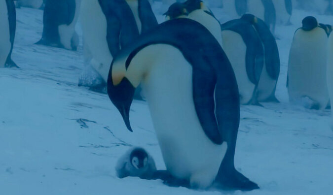 Zagubiony pingwin szuka mamy: wzruszające wideo