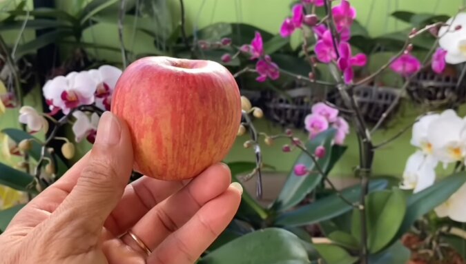 Skórka z jabłka to naturalne znalezisko dla storczyków. Dużo kwiatów i nowych korzeni