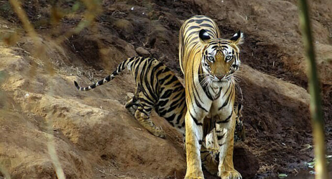 Młody tygrys zabawnie „utknął” między łapami swojej mamy