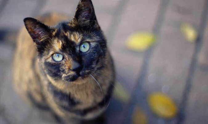 Dlaczego koty lubią nawiązywać kontakt wzrokowy