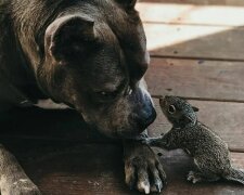 Czy można zaprzyjaźnić walczącego pitbulla i osieroconą wiewiórkę? Zobacz