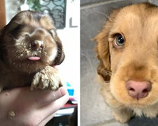 Szczeniak rasy Cocker Spaniel Winnie wygląda jak postać księżniczki z Disneya