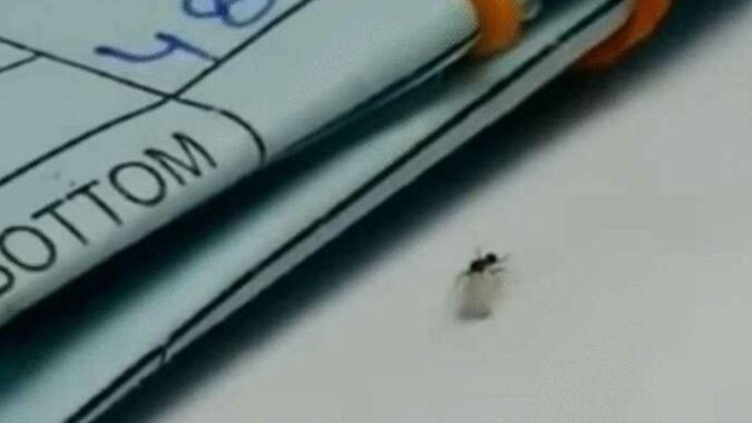 Bezczelna mrówka próbowała ukraść diament ze sklepu jubilerskiego