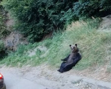 Niedźwiedź z Rumunii pokazał w jednym filmiku idealny sposób na relaks