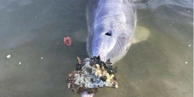 Inteligentny delfin przenosi prezenty z dna morskiego i wymienia je na jedzenie