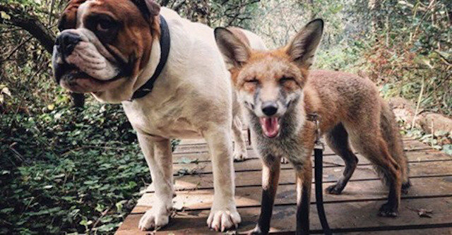 „Lisek i Buldog”: dziewczyna uratowała lisa, a on został najlepszym przyjacielem jej psa
