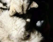 Pies utrzymywał ciepło rannego w górach turysty przez 13 godzin i uratował mu w ten sposób życie