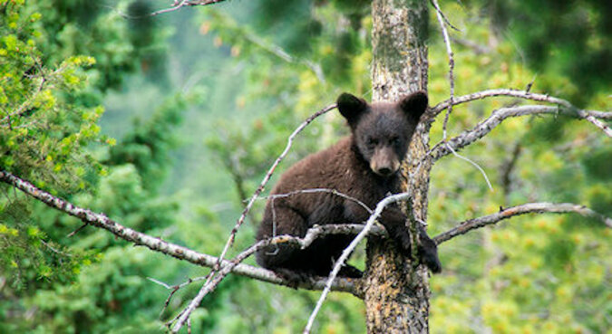 Wściekły niedźwiedź zagonił niedźwiadka na szczyt drzewa, a tam już były drapieżne bieliki