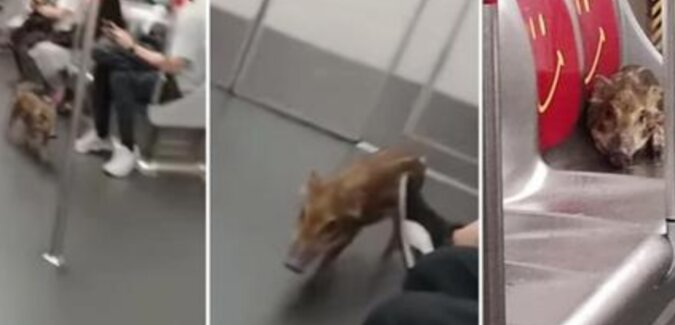 Bezczelna dzika świnia jechała bez biletu w metrze w Hongkongu