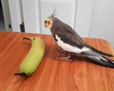 Banan jako instrument: papuga śpiewa piosenkę o szczęściu