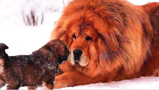 Psia piękność: najpiękniejszy pies świata to mastif tybetański z Rumunii