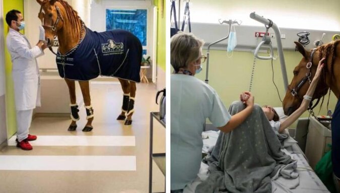 Doktor Peyo: niesamowity koń, który pociesza chorych na raka i łagodzi ich ból