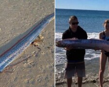 Ludzie zauważyli gigantyczną rybę na plaży