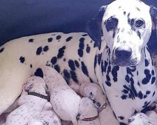 3-letnia Nelly urodziła 18 dalmatyńczyków