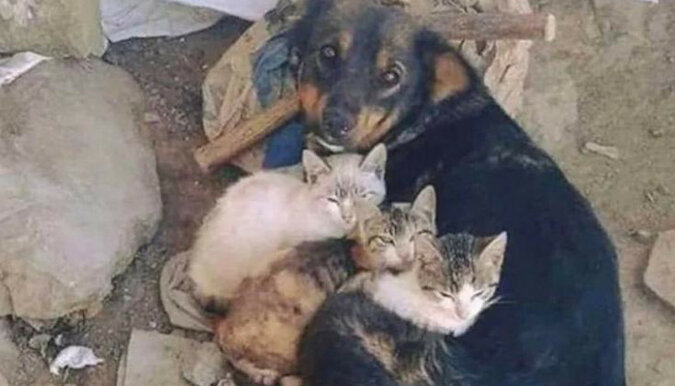 Mały pies o ogromnym sercu uratował trzy kociaki