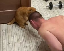 Nie przestawaj: puszysty trener Rocky zawsze chętnie wspiera swojego ucznia. Wideo