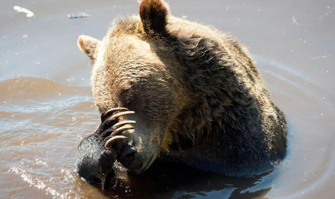 Rybacy zauważyli w wodzie niedźwiedzia ze słoikiem na głowie, było to bardzo ryzykowne, ale postanowili go uratować