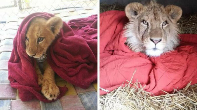 Uratowane lwiątko nie może spać bez koca, mimo tego, że jest to już dorosłe zwierzę