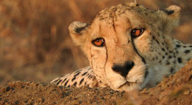 Fotograf padł „ofiarą” bardzo łagodnego geparda. Rzadkie zdjęcia dzikiego zwierzęcia
