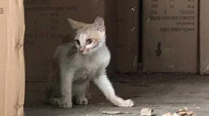 Kotek był zamknięty przez ponad miesiąc, prawie nie mając jedzenia i wody: w jaki sposób udało mu się przeżyć