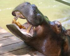 Hipopotam z wielką miłością „odpłacił” człowiekowi, który uratował go przed śmiercią