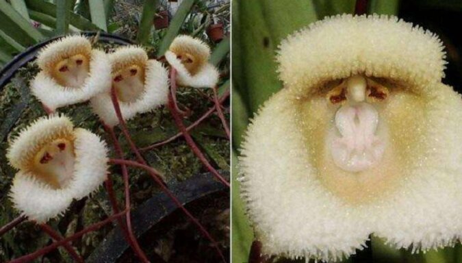 Te rzadkie orchidee wyglądają jak małe małpie twarze