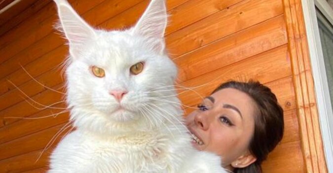 Maine coon: ogromny kot o imieniu kefir podbił media społecznościowe