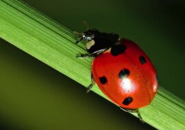 5 interesujących faktów o biedronkach