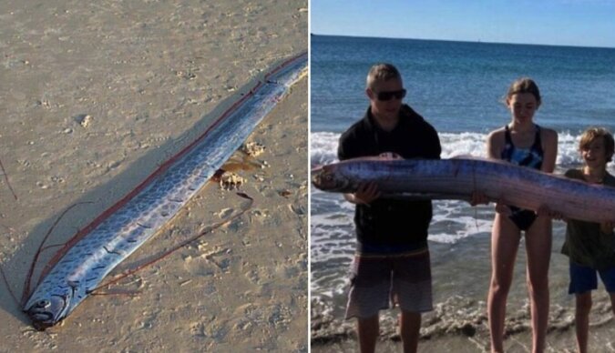 Ludzie zauważyli gigantyczną rybę na plaży