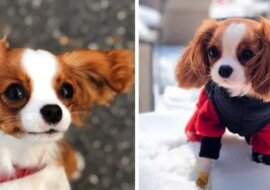 Dorosły spaniel o imieniu Nessa wygląda jak malutki szczeniak i podbija serca swoim niewielkim rozmiarem