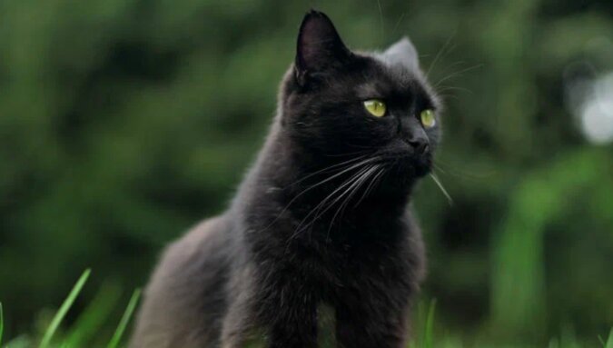 Czarny kot - zwiastun pecha czy zapowiedź szczęścia: mity o budzącym kontrowersje przesądzie